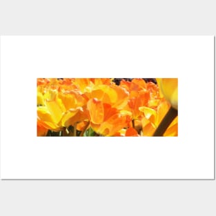 Close-up Orange and Yellow Tulips Posters and Art